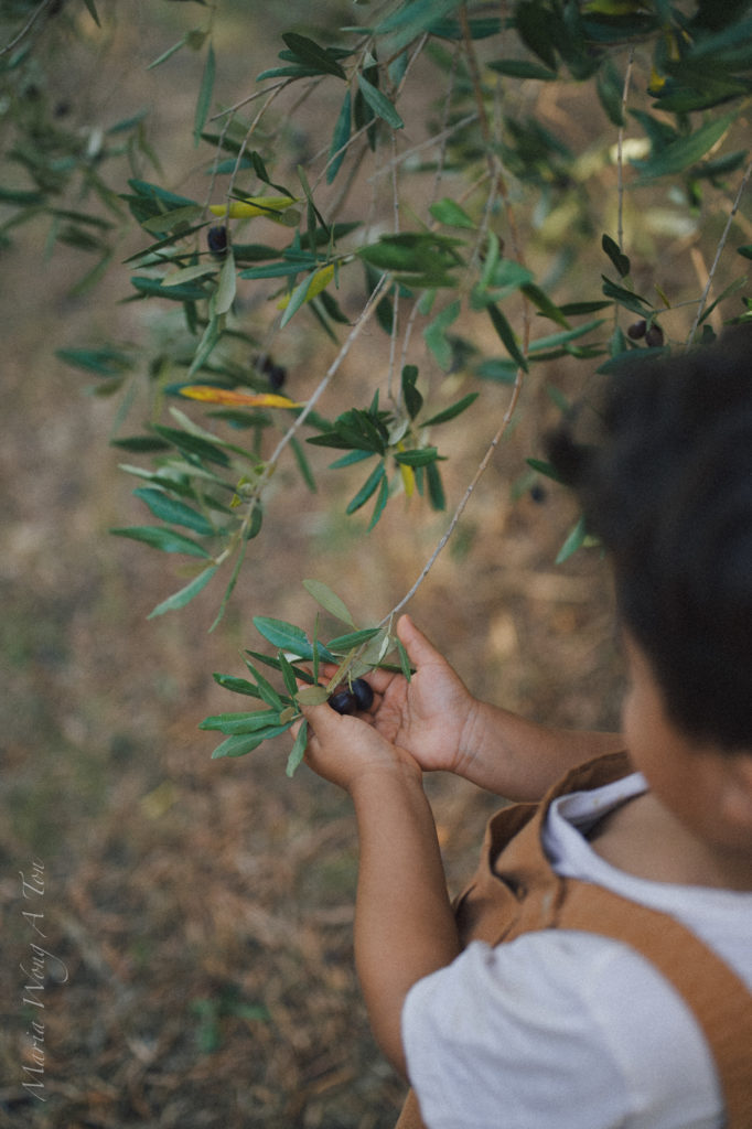 A child's hand reaching out to touch a branch of an olive tree, with small ripe olives nestled among the leaves, capturing a moment of exploration and interaction with nature.
