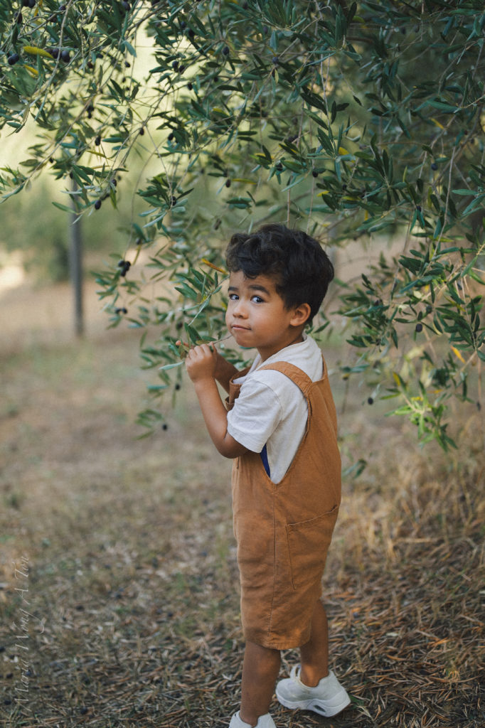 A child's hand reaching out to touch a branch of an olive tree, with small ripe olives nestled among the leaves, capturing a moment of exploration and interaction with nature.