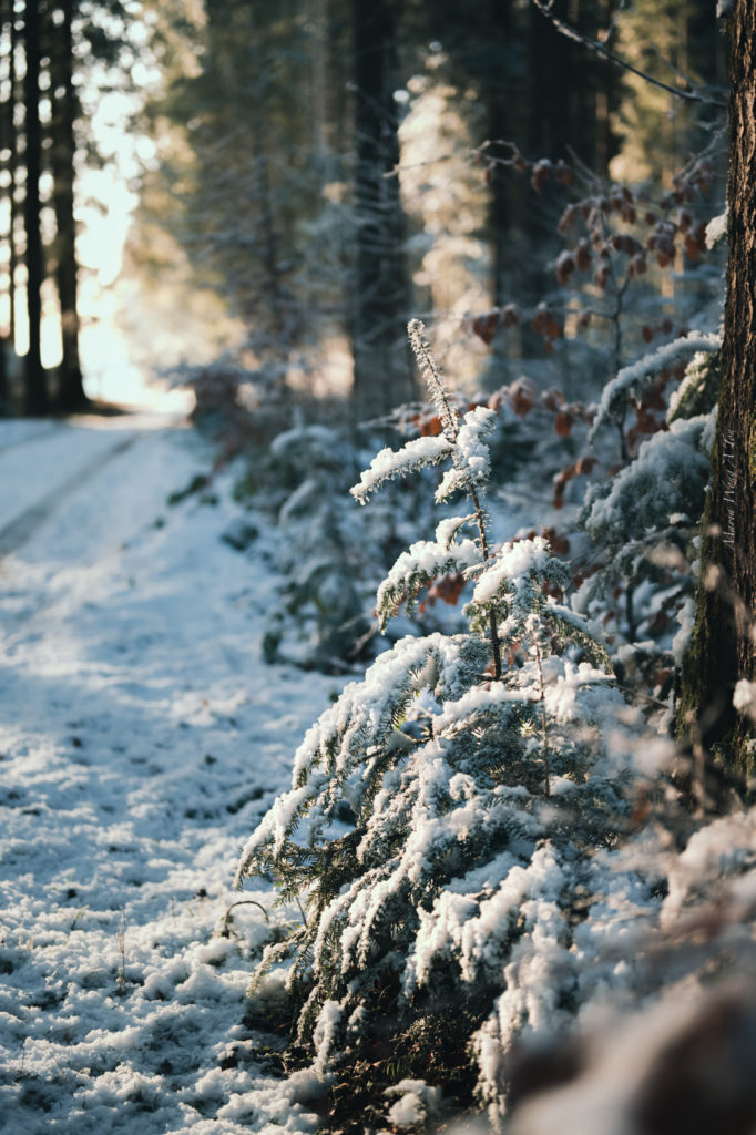 Close-up of intricate frost crystals clinging to withered autumn leaves, with a bokeh background highlighting the delicate and transient beauty of nature in winter."