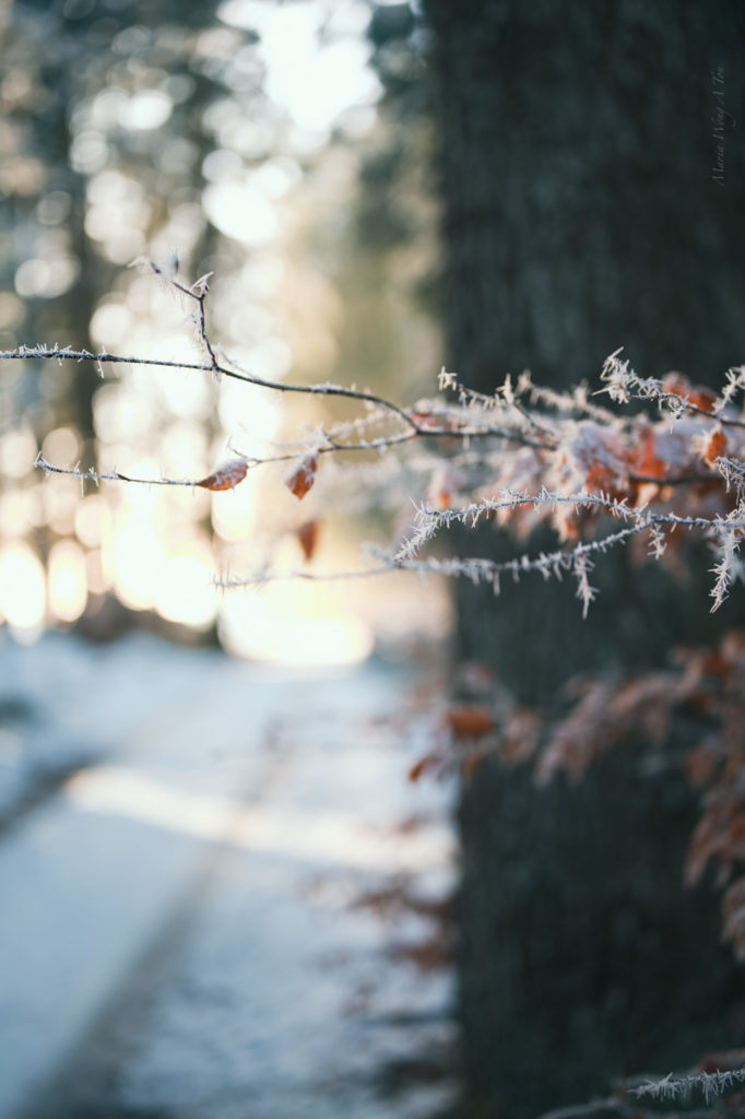 Close-up of intricate frost crystals clinging to withered autumn leaves, with a bokeh background highlighting the delicate and transient beauty of nature in winter."