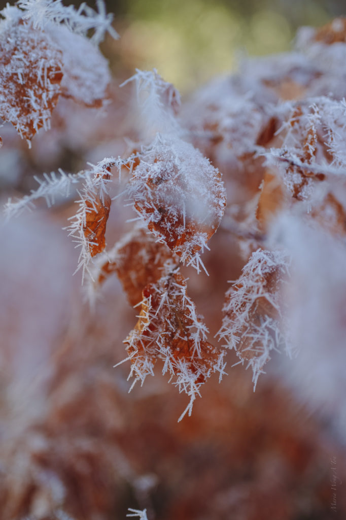 Close-up of intricate frost crystals clinging to withered autumn leaves, with a bokeh background highlighting the delicate and transient beauty of nature in winter."