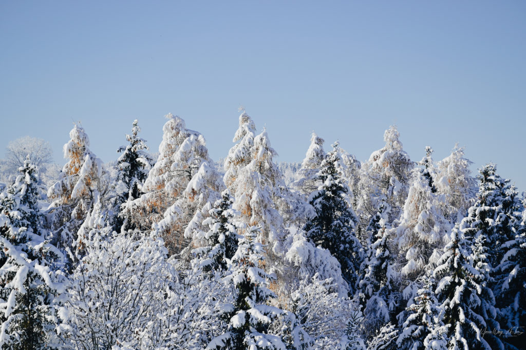 A peaceful winter scene just before dawn, with a blanket of snow covering the ground and a line of snow-clad trees standing tall against the pastel hues of the sunrise.
