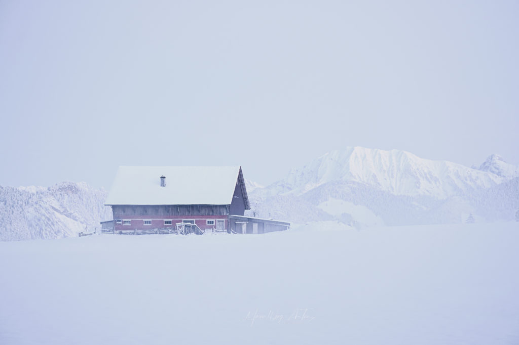 A peaceful winter scene just before dawn, with a blanket of snow covering the ground and a line of snow-clad trees standing tall against the pastel hues of the sunrise.