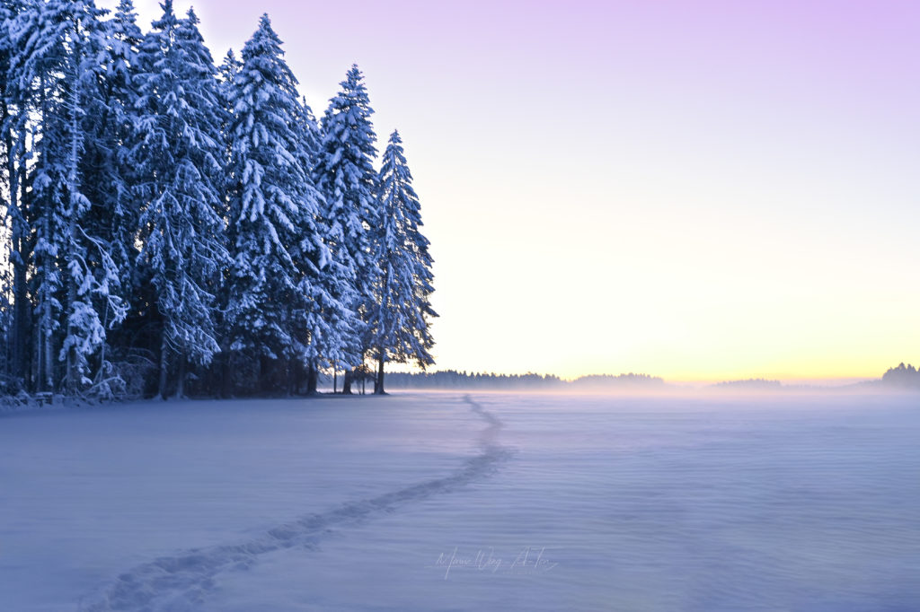 A peaceful winter scene just before dawn, with a blanket of snow covering the ground and a line of snow-clad trees standing tall against the pastel hues of the sunrise.