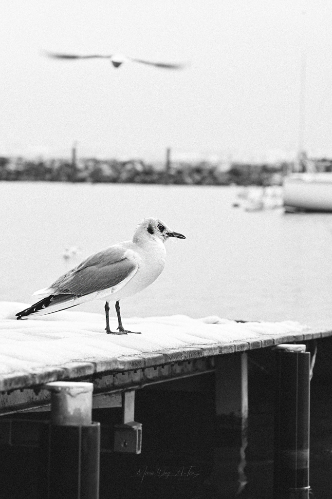 Monochrome image of a seagull standing on a snow-covered pier with a focused gaze, as another bird is captured in blurred flight in the background, over a calm body of water with boats moored in the distance.