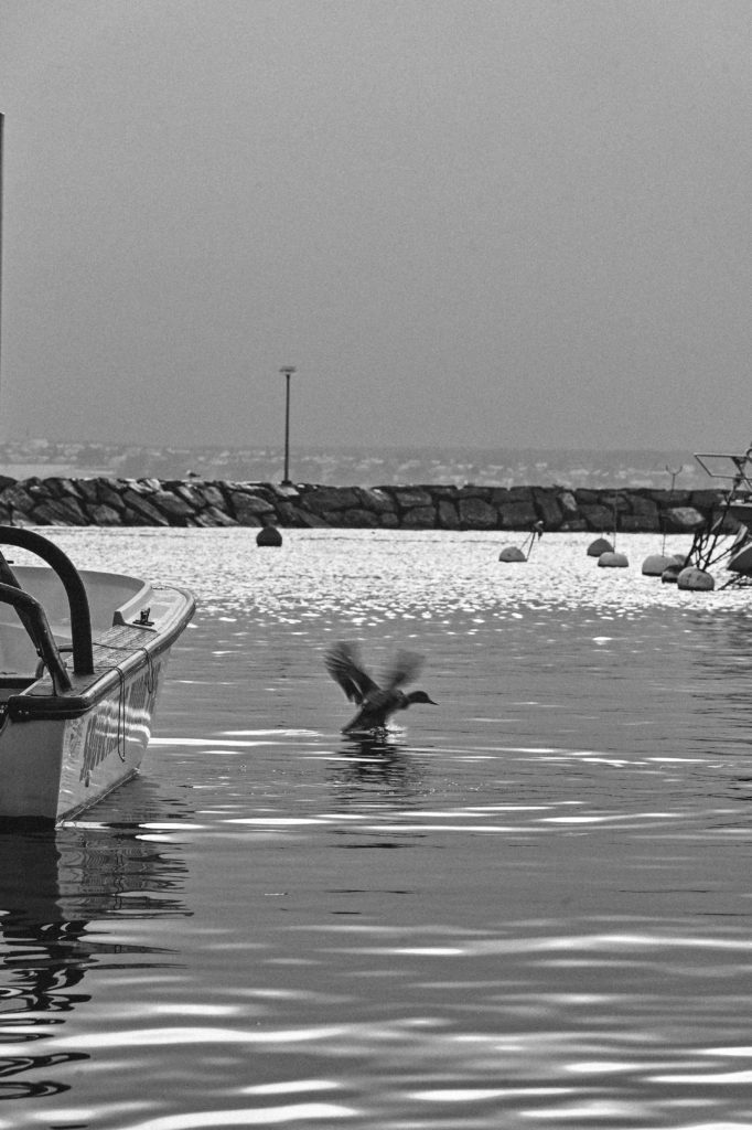 Black and white image capturing a moment of a bird taking flight over calm waters near a boat, with a rocky breakwater and buoys in the soft-focused background.