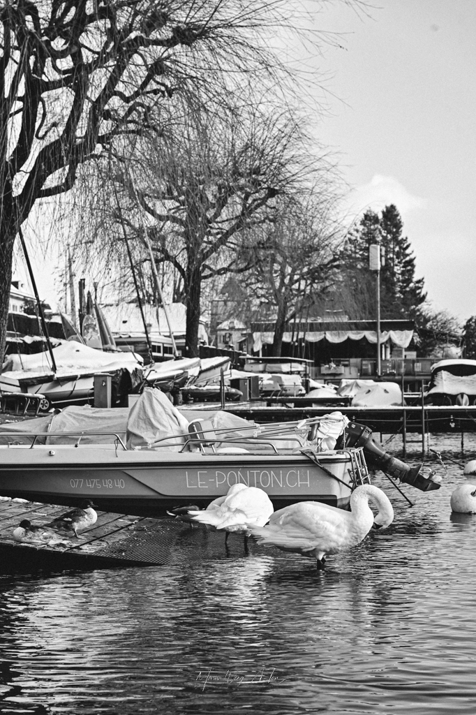 Black and white photograph capturing swans by a lakeside, with one swan preening its feathers.