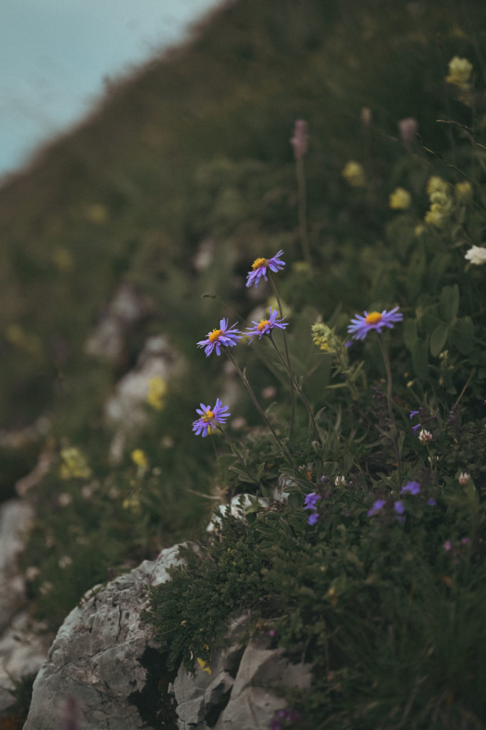 An idyllic mountain ridge with a narrow trail at sunset, overlooking a vast, verdant landscape with layers of hills stretching into the distance under a soft pink and blue sky.