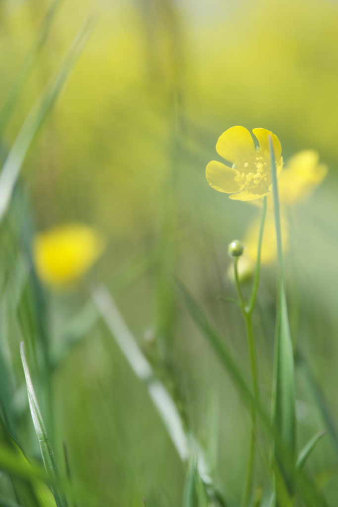 A close-up image of vibrant yellow buttercup flowers amidst a soft-focus green field, with a gentle bokeh effect that captures the essence of springtime freshness and the delicate beauty of wildflowers.