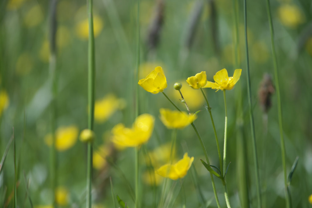 A close-up image of vibrant yellow buttercup flowers amidst a soft-focus green field, with a gentle bokeh effect that captures the essence of springtime freshness and the delicate beauty of wildflowers.