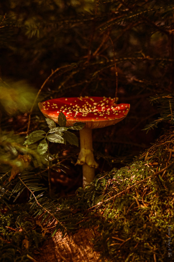 A vibrant red mushroom with white speckles on its cap, partially obscured by the dark silhouette of leaves in the foreground.