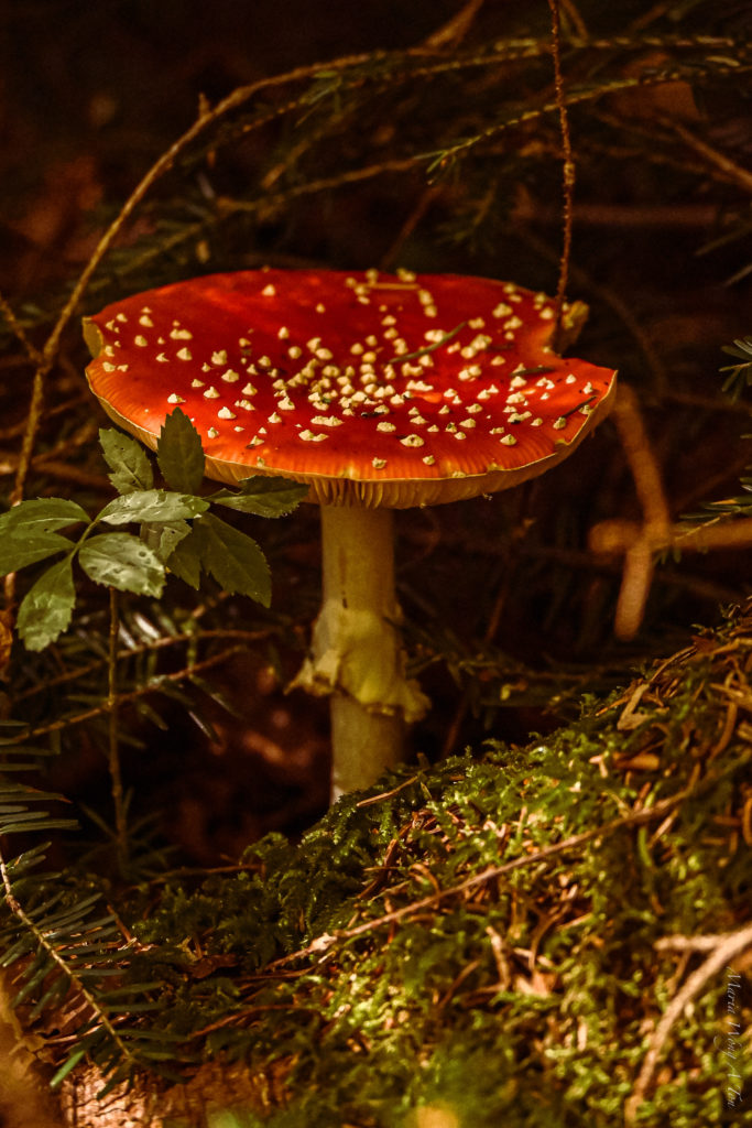 A vibrant red mushroom with white speckles on its cap, partially obscured by the dark silhouette of leaves in the foreground.