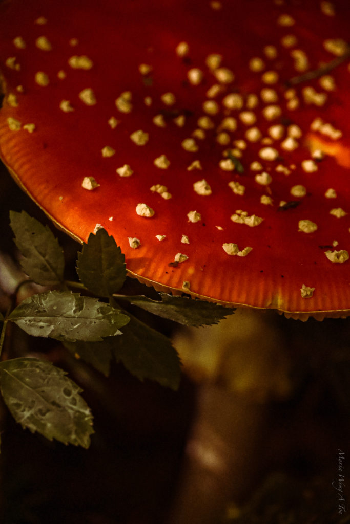 A vibrant red mushroom with white speckles on its cap, partially obscured by the dark silhouette of leaves in the foreground.